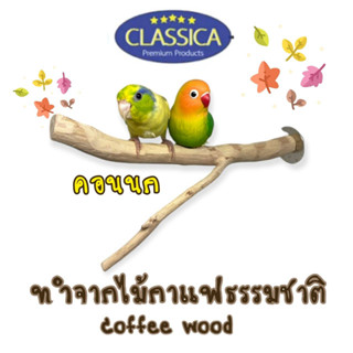 คอนยืนนก classica coffee wood คอนยืน ทำมือ จากไม้กาแฟธรรมชาติ คอนไม้สำหรับนก คอนเกาะสำหรับนกแก้ว อุปกรณ์ตกแต่งกรงนก