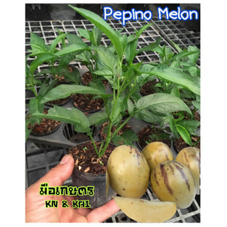 ต้นเปปิโน เมล่อน (ผลสีเหลือง) pepino melon