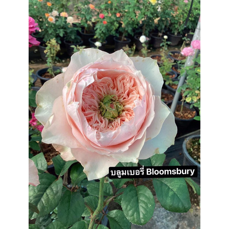 กุหลาบ-บลูมเบอรี่ Bloomsbury ดอกใหญ่ หอม