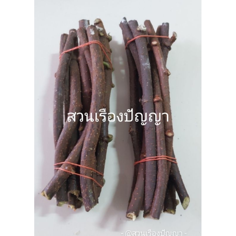 หางไหลกิ่งตัดสดสำหรับนำไปชำ(1ชุด5กิ่ง) กิ่งสดนำไปชำ