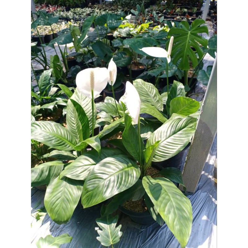 🪴เดหลี ดอกขาวดอกใหญ่ 🪴📭ส่งพร้อมกระถาง 11 นิ้ว 📦 - รูปที่ 2