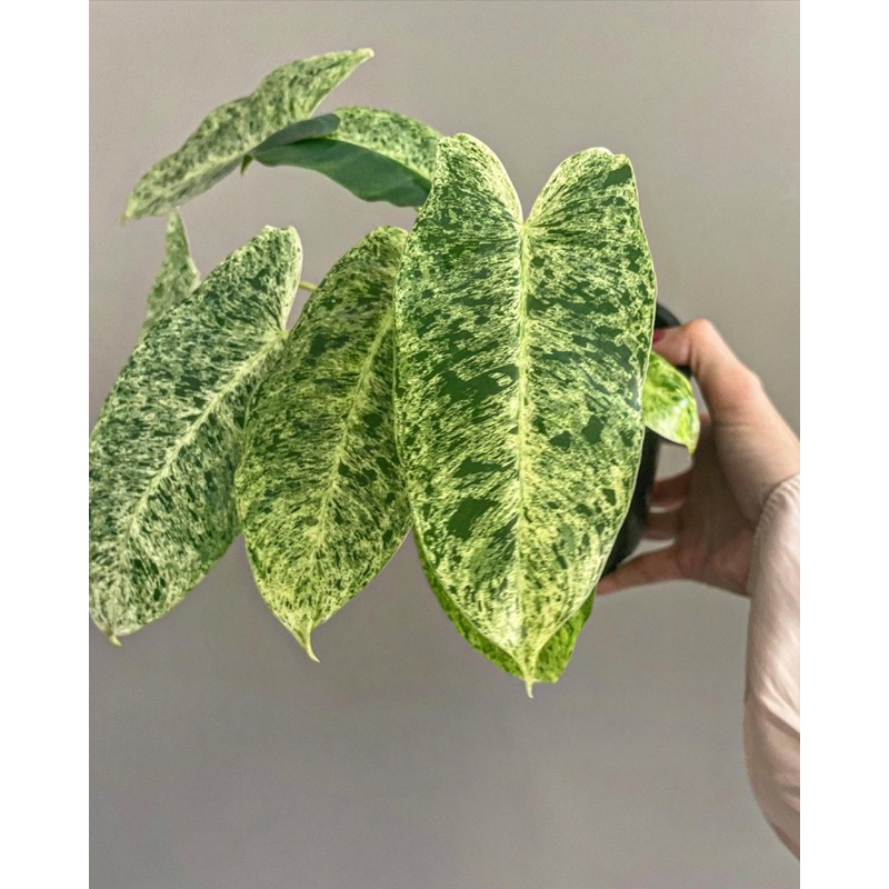 Philodendron Burle Marx Mint Variegated