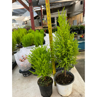 Chamaecyparis lawsoniana Ellwoods Gold Lawsons cypress, ต้นสนหอมไซเปรส ฟอร์มสวย สีใบออกเขียวเลม่อน