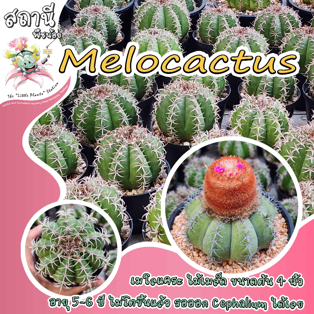 Melocactus เมโลแคระ ไม้เมล็ด ต้นใหญ่ กระบองเพชร ไม้อวบน้ำ succulent แคคตัส cactus