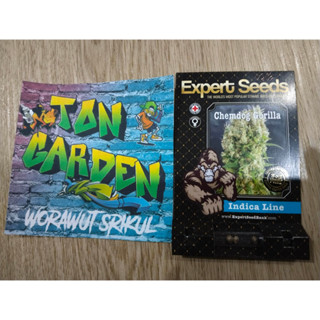 Expert Seeds Chemdog Gorilla photo พร้อมแพ็คเกจค่ายเเท้และเเยก เมล็ดค่าย เมล็ดกัญ