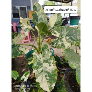 ต้นบอนกระดาดด่าง เลือกต้น เลือกลายสวยๆได้ Alocasia