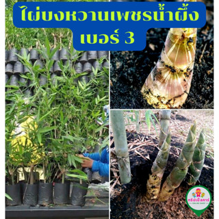 ไผ่บงหวานเพชรน้ำผึ้ง เบอร์ 3 (ขุดเหง้าชำรากแน่นๆ) พร้อมปลูกลงดิน