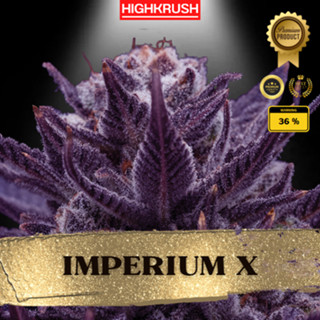 Imperium X ค่าย Anesia Seed  โฟโต้ ลำต้นแข็งแรงพร้อมลงดิน ต้นชำกัญชา,ต้นโคลนนิ่งกัญชา,ต้นกัญ