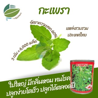 เมล็ดพันธุ์ กะเพรา (Holy Basil)