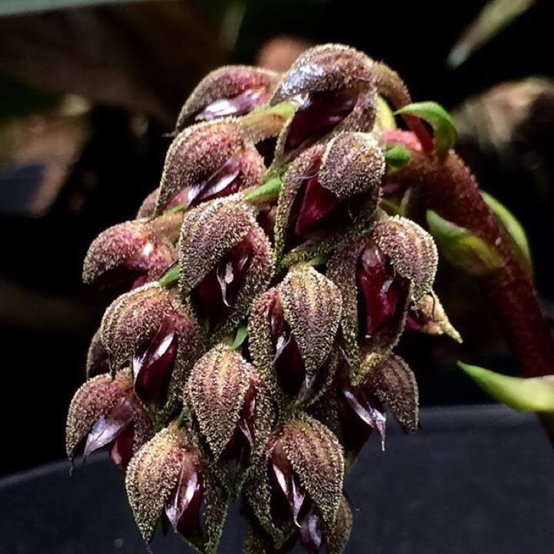 หายาก Bulbophyllum adelphidium กล้วยไม้หายาก สิงโตหายาก กล้วยไม้อินโดนีเซีย
