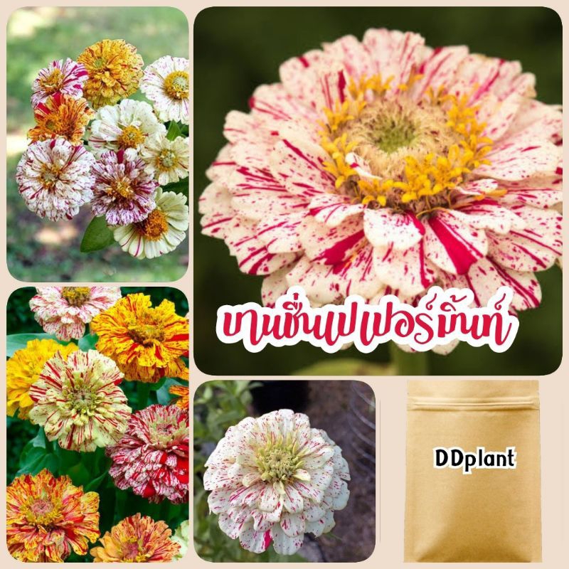 เมล็ดดอกบานชื่นเปเปอร์มิ้นท์คละสี 300 เมล็ด ราคาส่ง บานชื่น