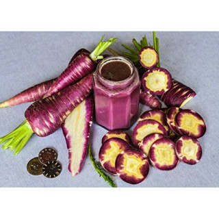 เมล็ดพันธุ์แครอทม่วง จิฟ สวิส (Gniff Swiss Carrot Seed) บรรจุ 100 เมล็ด ของแท้ คุณภาพดี ราคาถูก นำเข้าจากต่างประเทศ