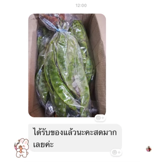 สะตอข้าวจากใต้ 15 ฝัก คัดสวยๆ แก่ๆ