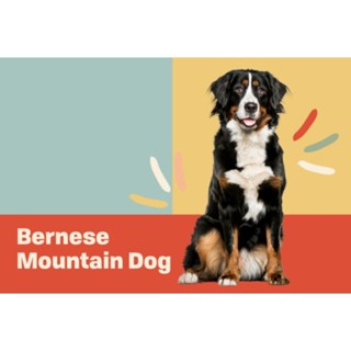 ตุ๊กตาหมาเบอร์นีส เมาน์เทนด็อก Bernese Mountain Dog