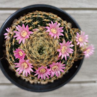 เมล็ดแคคตัสแมมขนนกเหลือง จำนวน 50 เมล็ด++ Mammillaria schiedeana (เก็บใหม่ๆของปีนี้)