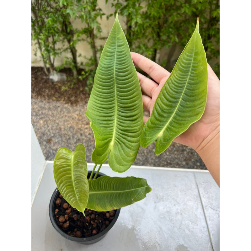 Anthurium Veitchii super narrow (king)