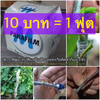 ฟุตละ 10 บาท พาราฟิล์ม (เทป) parafilm