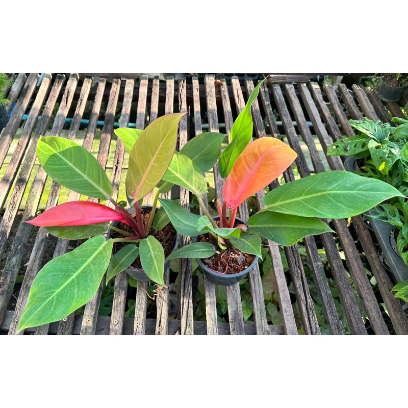 ต้นกุมารแดงเรียกทรัพย์ ไม้ใบอ่อนสีแดง จัดส่งพร้อมกระถางขนาด 5-6 นิ้ว - รูปที่ 2