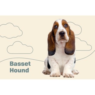 ตุ๊กตาน้องบาสเซ็ต ฮาวด์ Basset Hound