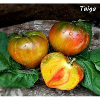 เมล็ดพันธุ์มะเขือเทศหัวใจ ไทก้า (Taiga Tomato Seed) บรรจุ 15 เมล็ด ของแท้ คุณภาพดี ราคาถูก นำเข้าจากต่างประเทศ