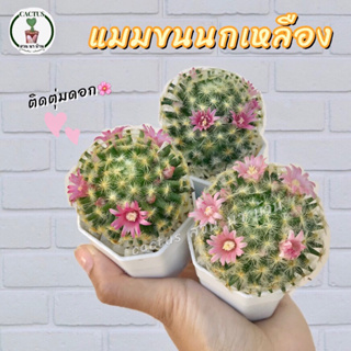 แมมขนนกเหลือง (Mammillaria Schiedeana) ต้นกระบองเพชร จัดส่งทั้งกระถาง