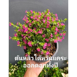 ต้นหลิวไต้หวัน ออกดอกตลอดปี