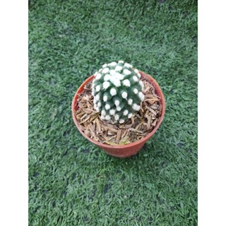 แมมโอรุกะ [ Mammilaria Gracilis Oruga ] ในกระถาง1นิ้วครึ่ง