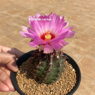 เทโลแคคตัส Thelocactus bicolor