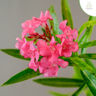 Treeno.9 T384 ยี่โถ (Sweet Oleander) มี 3 สี / ต้นใหญ่ กระถาง 10 นิ้ว / สูง 75-85 ซม. / ไม้ประดับ ไม้ดอก ไม้มงคล (ต้นไม้)