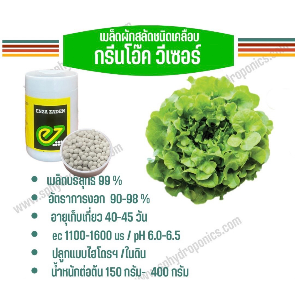 เมล็ดผักสลัด   เคลือบ กระปุก 1000 เมล็ด(Enza)