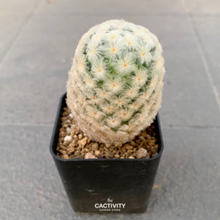 Mammillaria Plumosa / แมมขนนกขาว (03/2023)