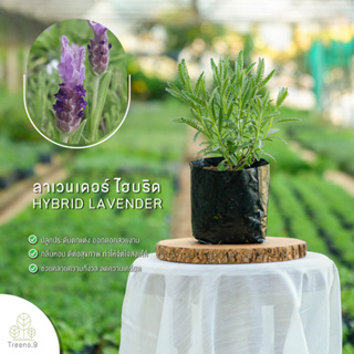 Treeno.9 T36 ลาเวนเดอร์ ไฮบริด กลิ่นหอม (Hybrid Lavender) ถุงดำ 6 นิ้ว / สูง 30-40 ซม. / สมุนไพรฝรั่ง ดีต่อสุขภาพ (ต้นไม้)