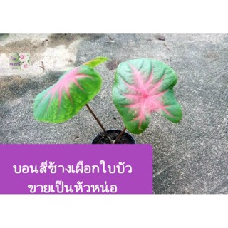 หน่อต้นบอนสีช้างเผือกใบบัว บอนสี color caladium สวยงามน่ารัก เลี้ยงง่าย