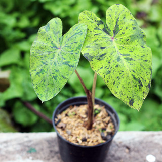 บอนโมจิโต้ Colocasia Mojito เลือกต้นได้ ส่งทั้งกระถาง