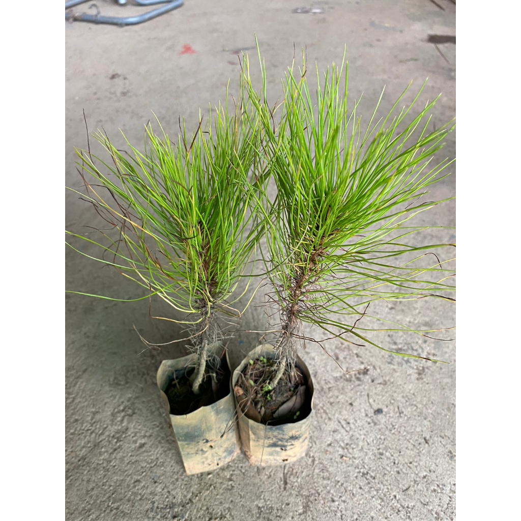 ต้นพันธุ์สนสามใบ ไม้ยืนต้นขนาดกลางถึงขนาดใหญ่ ต้นละ79บาท - รูปที่ 2