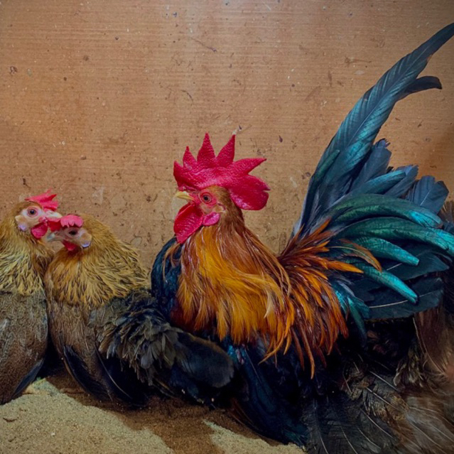 ไข่ไก่ ไข่เชื้อ ไก่แจ้สีเบญจรงค์