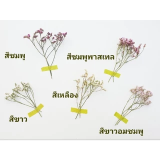 พร้อมส่ง COD ดอกสุ่ยแห้ง ดอกไม้ ดอกไม้แห้ง ดอกสุ่ยแห้ง สำหรับจัดช่อ ตกแต่งบ้าน คาเฟ่ งานฝีมือ มินิมอล วินเทจ ของชำร่วย