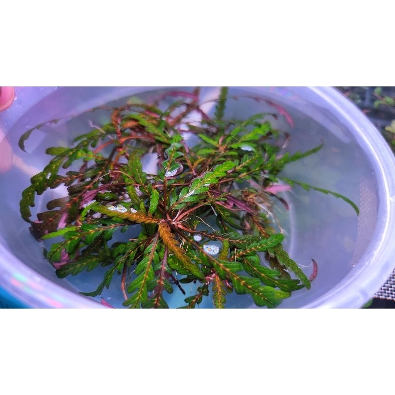 ต้นไมยราพ (ต้นไม้น้ำ) Hygrophila pinnatifida ราคาเหมาๆ