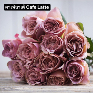 กุหลาบ - คาเฟ่ลาเต้ Cafe Latte