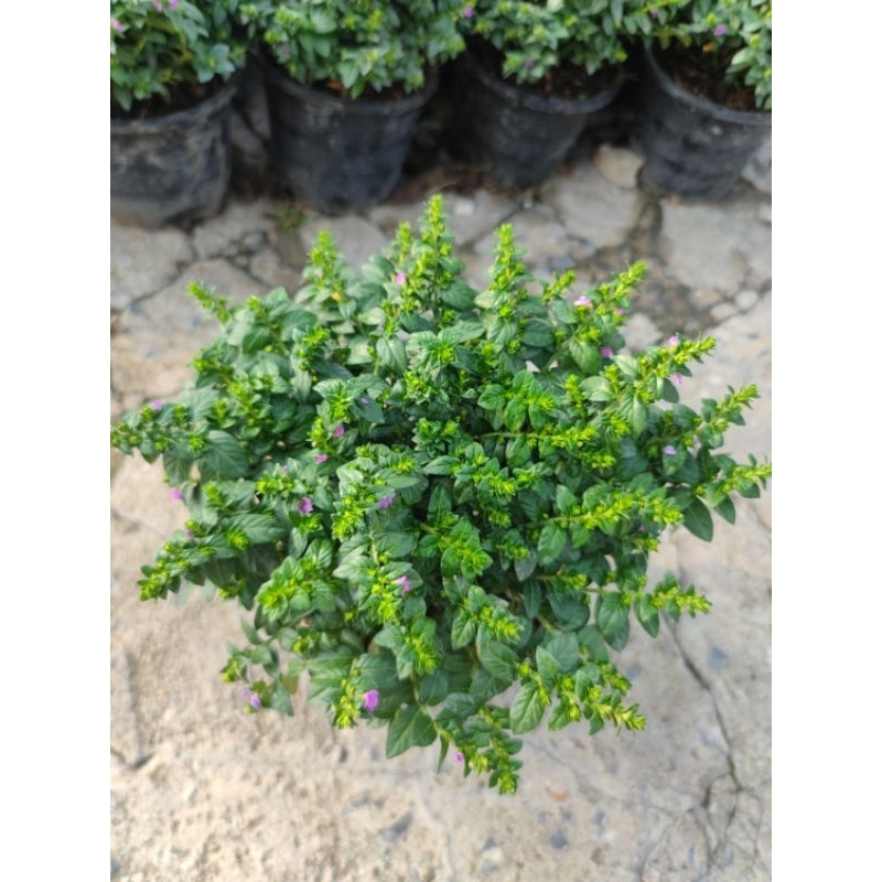 ต้นหลิวม่วง หลิวไต้หวัน กระถาง 5 นิ้ว พุ่มน่ารัก ส่งทั้งกระถางมีจำหน่ายแบบชุดและต้นเดี่ยว