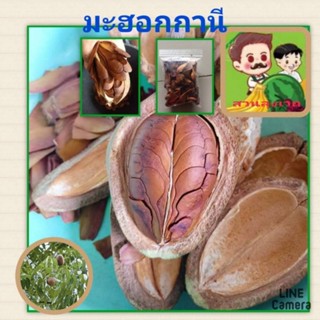 เมล็ดพันธุ์ต้นมะฮอกกานี เม็ดพันธุ์ต้นไม้ยืนต้น เมล็ดพันธุ์ต้นไม้ประดับตกแต่งสวน เมล็ดพันธุ์ต้นไม้เศรษฐกิจ ถุงล่ะ 50 เม็ด