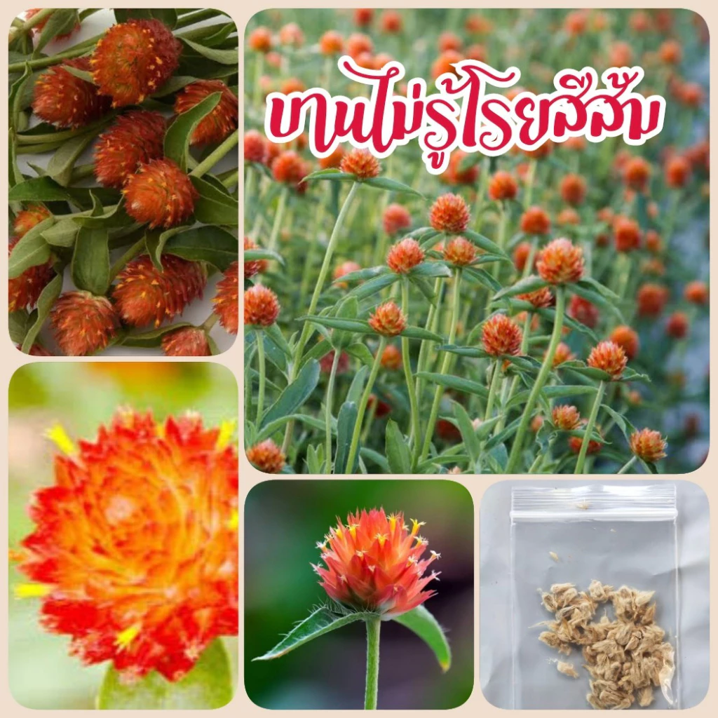 เมล็ดดอกบานไม่รู้โรย สีส้ม 70 เมล็ด บานไม่รู้โรย