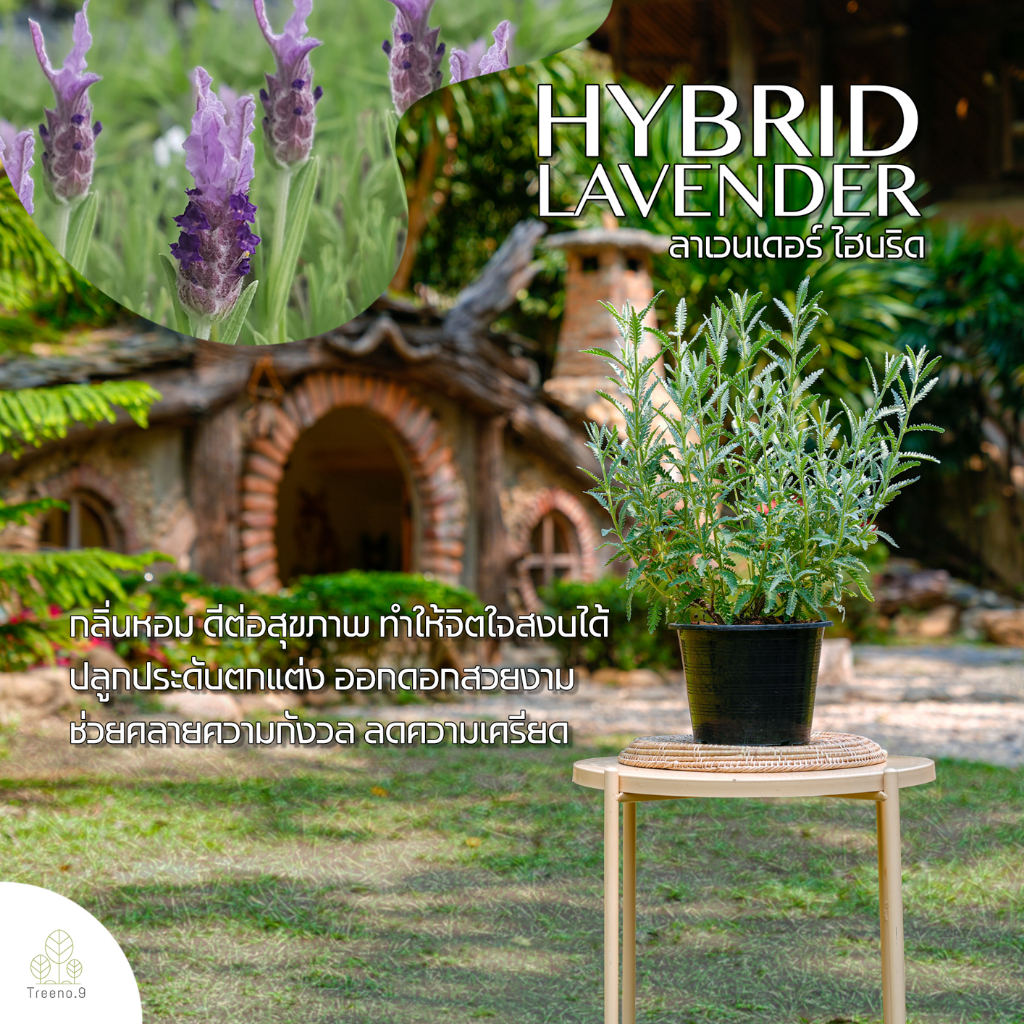 Treeno.9 T36 ลาเวนเดอร์ ไฮบริด พุ่มใหญ่ กลิ่นหอมมาก (Lavender Hybrid) กระถาง 8 นิ้ว / สูง 30-40 ซม. สมุนไพรฝรั่ง ดีต่อสุขภาพ (ต้นไม้)