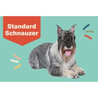 ตุ๊กตาน้องชเนาเซอร์ Schnauzer