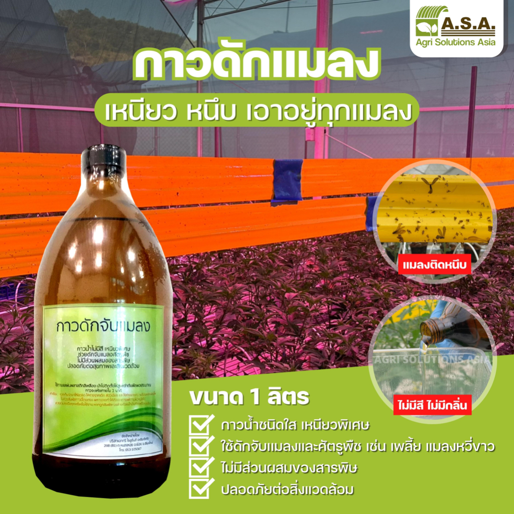 Insect trap glue / กาวดักจับแมลง (ชนิดใส)
