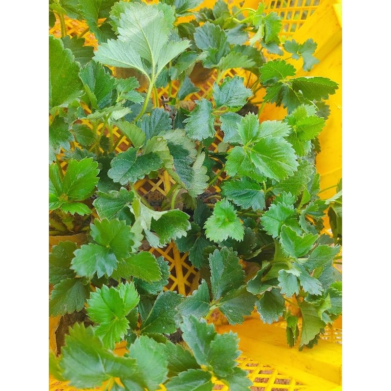 ต้นกล้าสตรอเบอร์รี่พันธุ์ 80🌱🌱🍓🍓ปลูกง่าย ปลูกได้ทั่วประเทศไทย/10ต้นแถม1ทุกออเดอร์