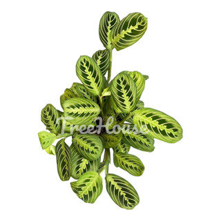 คล้ามารันต้าเลม่อนไลม์ (Maranta Leuconeura Marisela or Lemon lime maranta)  กระถาง 5 นิ้ว (ฟอร์มตามรูป)