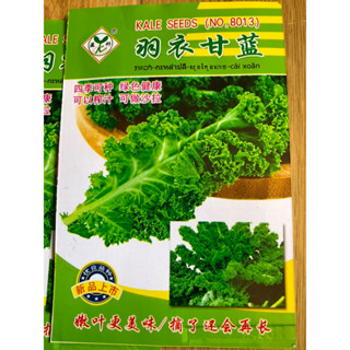 เคล คะน้าใบหยิก Kale seeds