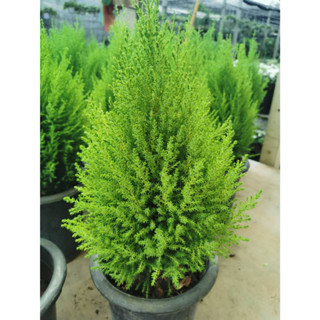 สนเลม่อน มะนาวไซเปรส ต้นสน LEMON CYPRESS Collection