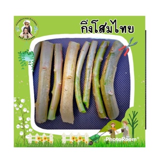 กิ่งโสมไทย ปลูกง่ายติดไว (ชุด 10กิ่ง)